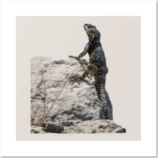 Lizard Sunbathing On A Rock Vector Posters and Art